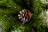 Искусственная ель Императрица 60 см заснеженная с шишками