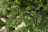 Искусственная елка Нормандия 700 см темно-зеленая Триумф